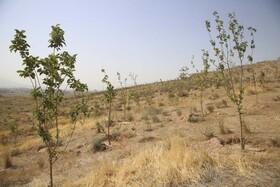 ایجاد باند سبز در اراضی لشکر ۱۰ سیدالشهدا/ کاشت درخت در ۴۰۰ هکتار
