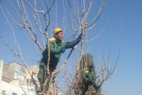 ۳۰۰۰ اصله درخت در منطقه یک هرس شد