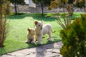انتقال چند قلاده شیر و خرس به پارک حیات وحش