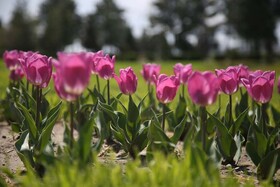 کاشت ۱۵ هزار پیاز گل لاله در عرصه‌های سبز منطقه ۹