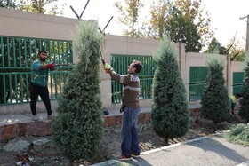 هرس فرم بیش از ۲۰۰۰ درخت کاج و سرو نقره‌ای در منطقه ۹