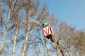 محلول‌پاشی زمستانه درختان کهن‌سال کرج در حال اجرا است