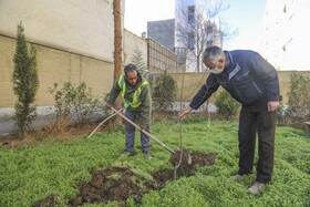 ۴۰۰ اصله درخت در خانه شهروندان کرجی کاشته شد