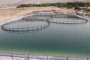 طرح پرورش ماهی و انواع آبزیان در استخر ذخیره آب بهشت سکینه(س) کرج اجرا می شود