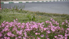 چمن از  فضای سبز شهری حذف می‌شود/ کاشت گونه‌های مقام با کم آبی