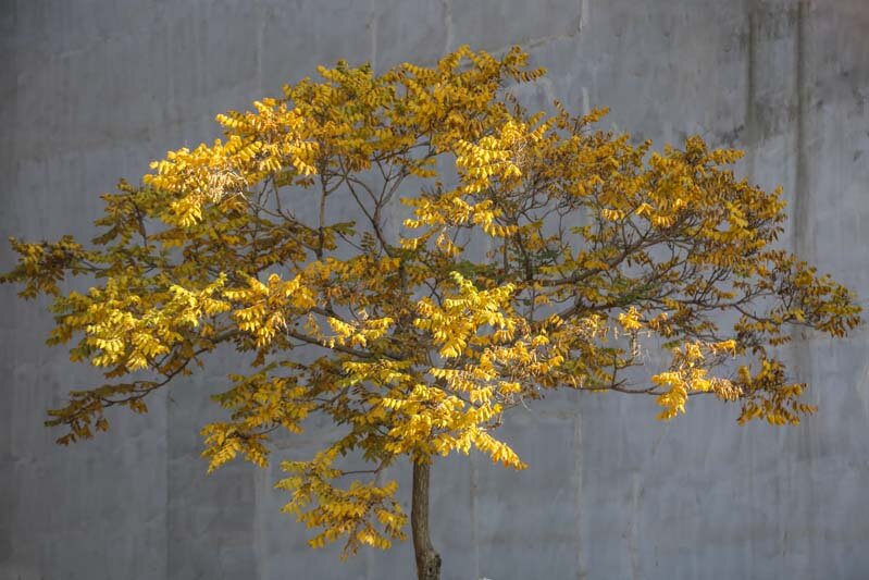 سمفونی رنگ‌های پاییزی در شهر کرج