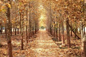 لذت قدم زدن بر روی فرش برگ‌های پاییزی در بوستان‌های منطقه ۴ را از دست ندهید