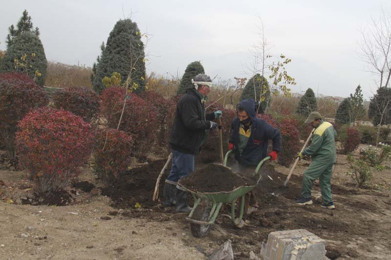 اجرای عملیات به زراعی زمستانی در حاشیه اتوبان کرج/ عملیات هرس درختان به زودی آغاز می‌شود