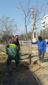 کاشت بیش از ۲ هزار اصله درخت در معابر منطقه ۳ کرج