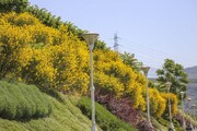 حال و هوای بهاری کرج با شکوفایی گل‌های یاس طاووسی