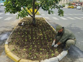 کاشت انواع گل‌های فصلی در عرصه فضای سبز منطقه ۹ کرج