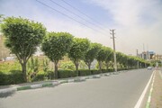 ارتقاء منظر شهری با یکپارچه‌سازی درختان
