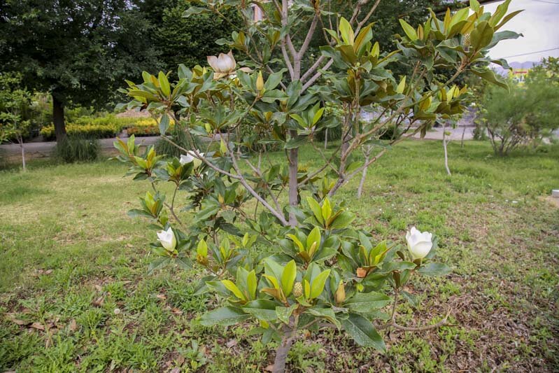 شکوفه‌های درخت مگنولیا در شهر کرج شکوفا شدند