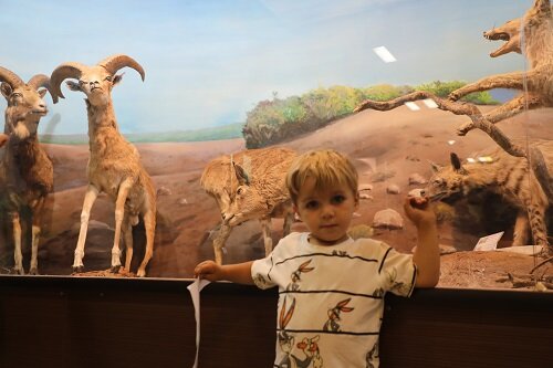 بازدید کودکان از موزه طبیعت